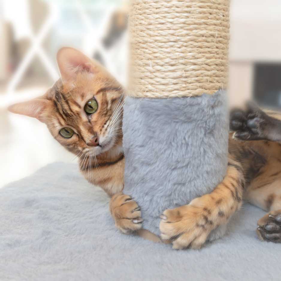 Bengal Cat