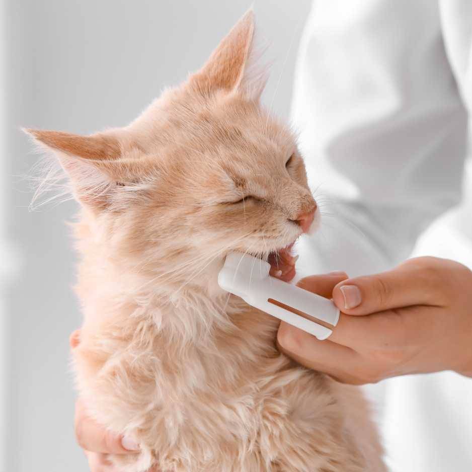 Brushing Cat Teeth