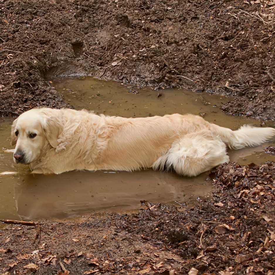 Golden Retrievers Care Requirements