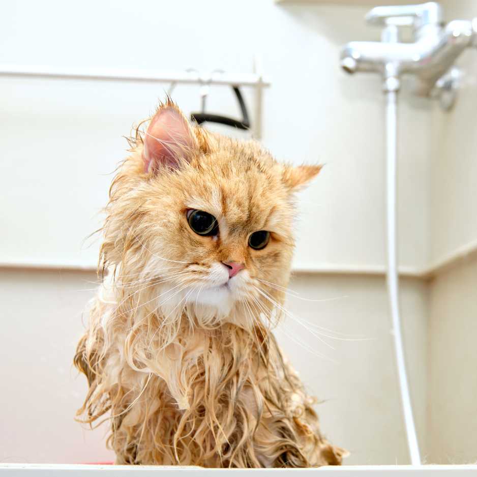 Cat Bathing