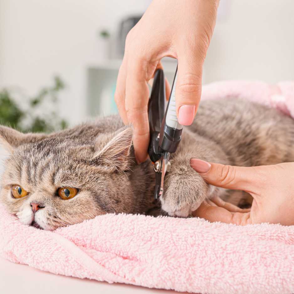 Cat Nail Trimming