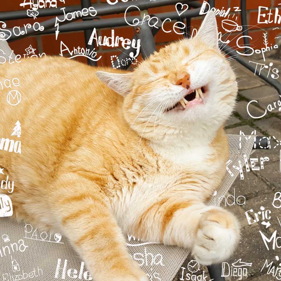 Cat Names for Large Breeds