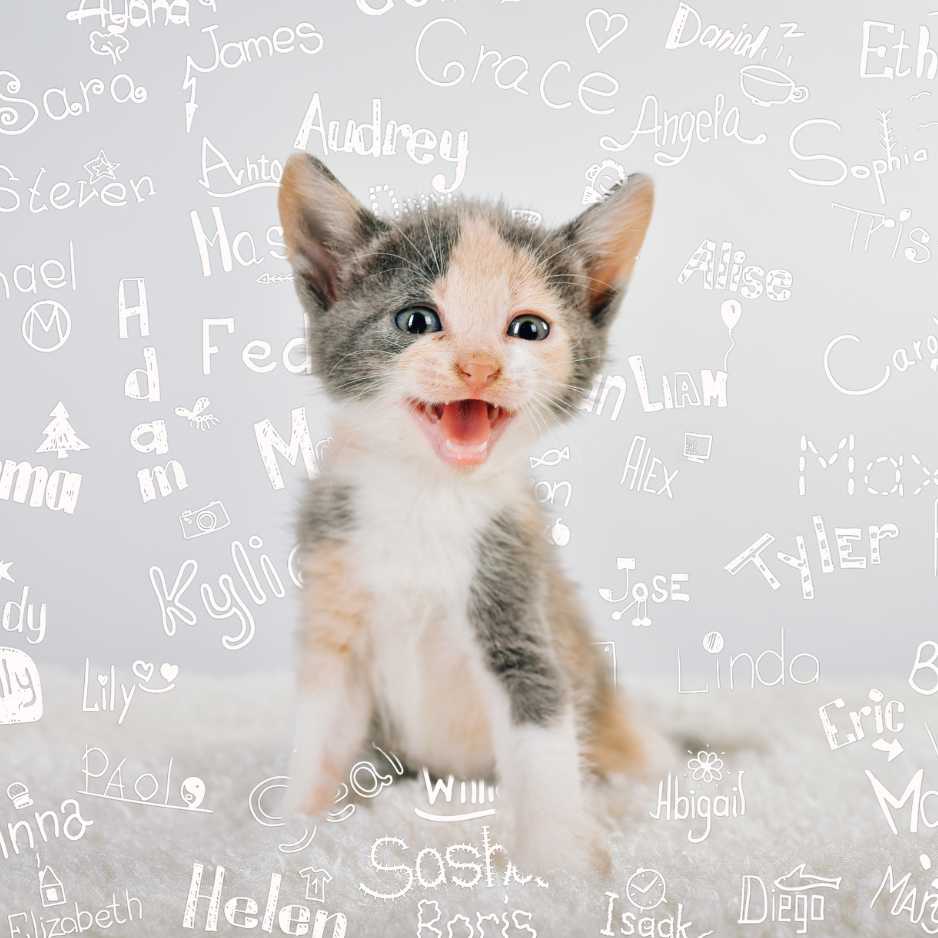 Cat Names for Small Breeds