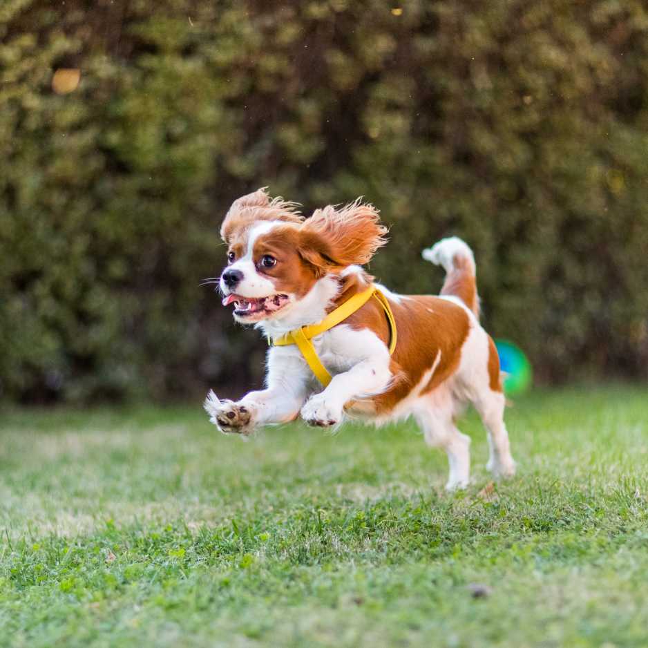 Cavalier King Charles Spaniel