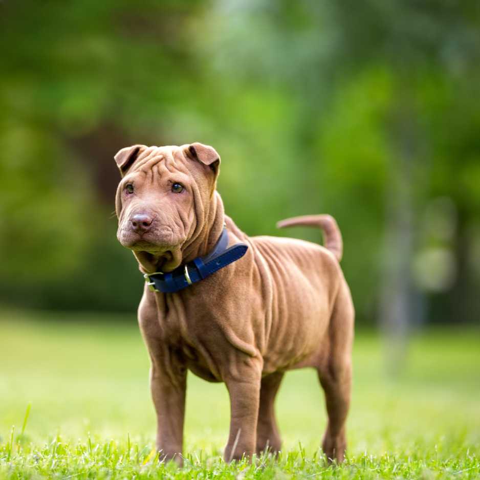 Chinese Shar-Pei