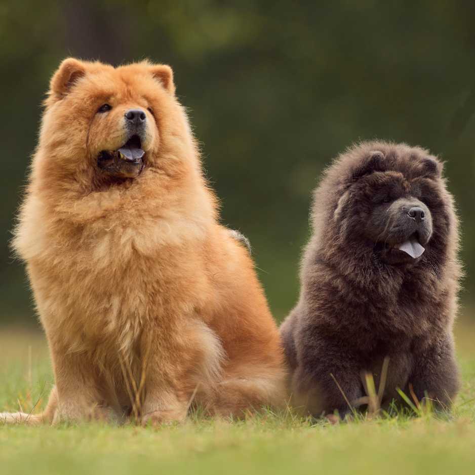 Chow Chow