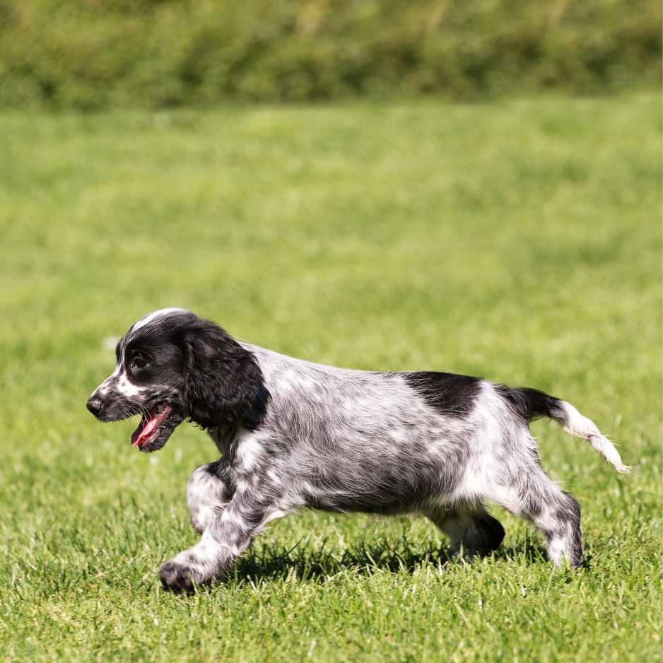 Cocker Spaniel