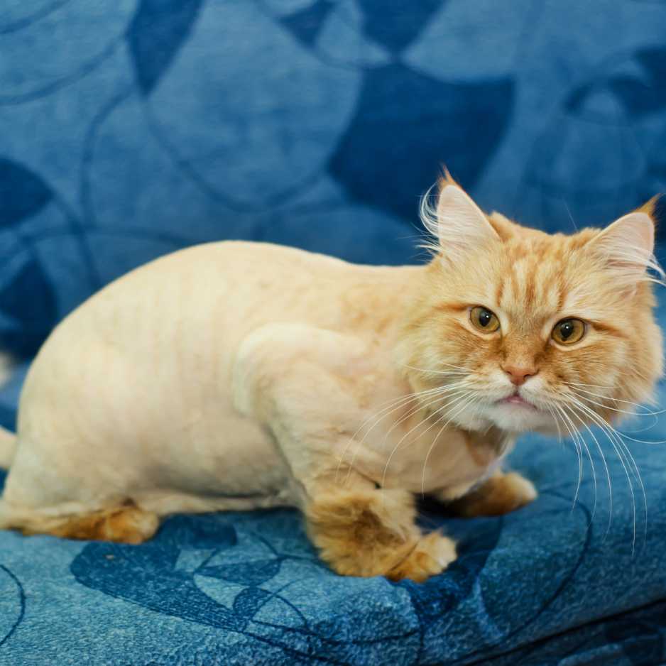 Common Mistakes to Avoid When Grooming Your Cat