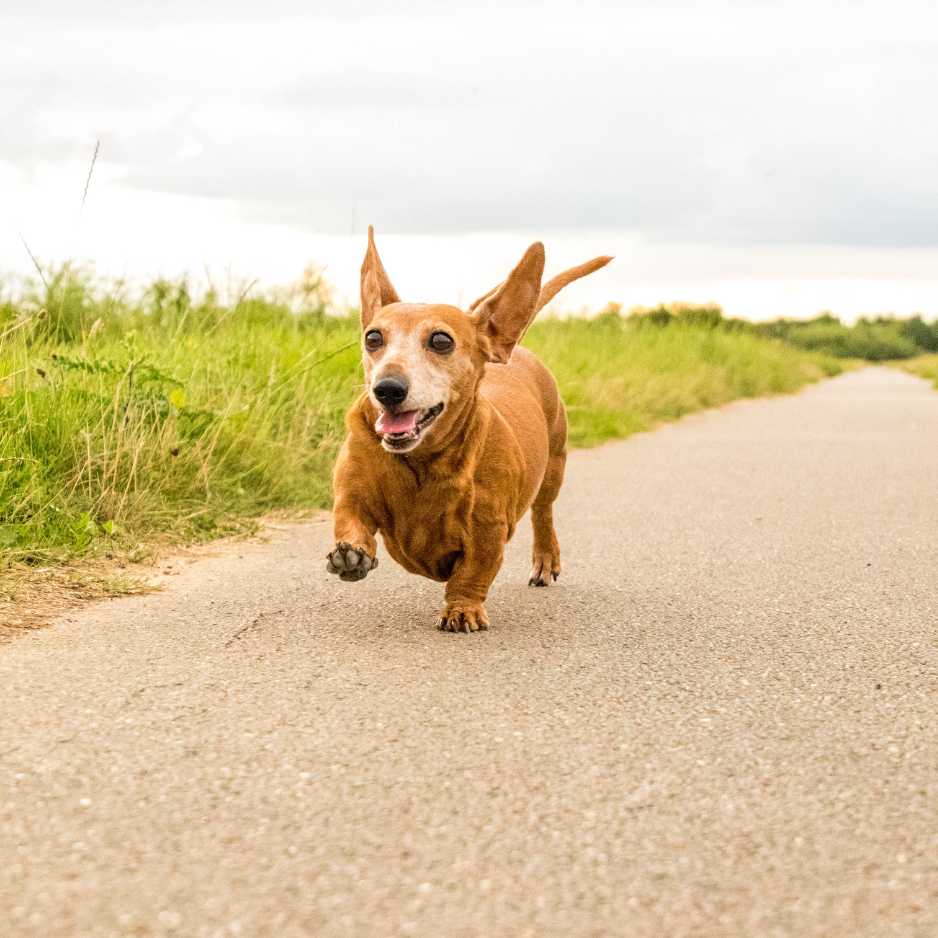 Dachshund