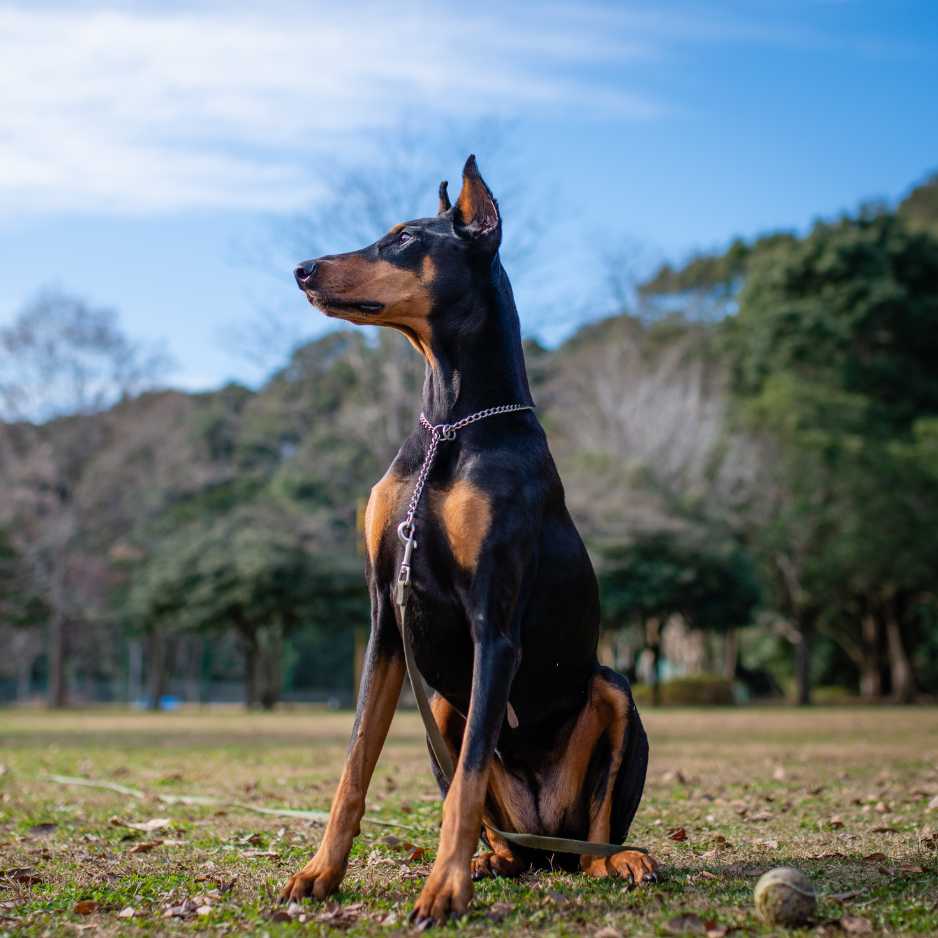 Doberman Introduction