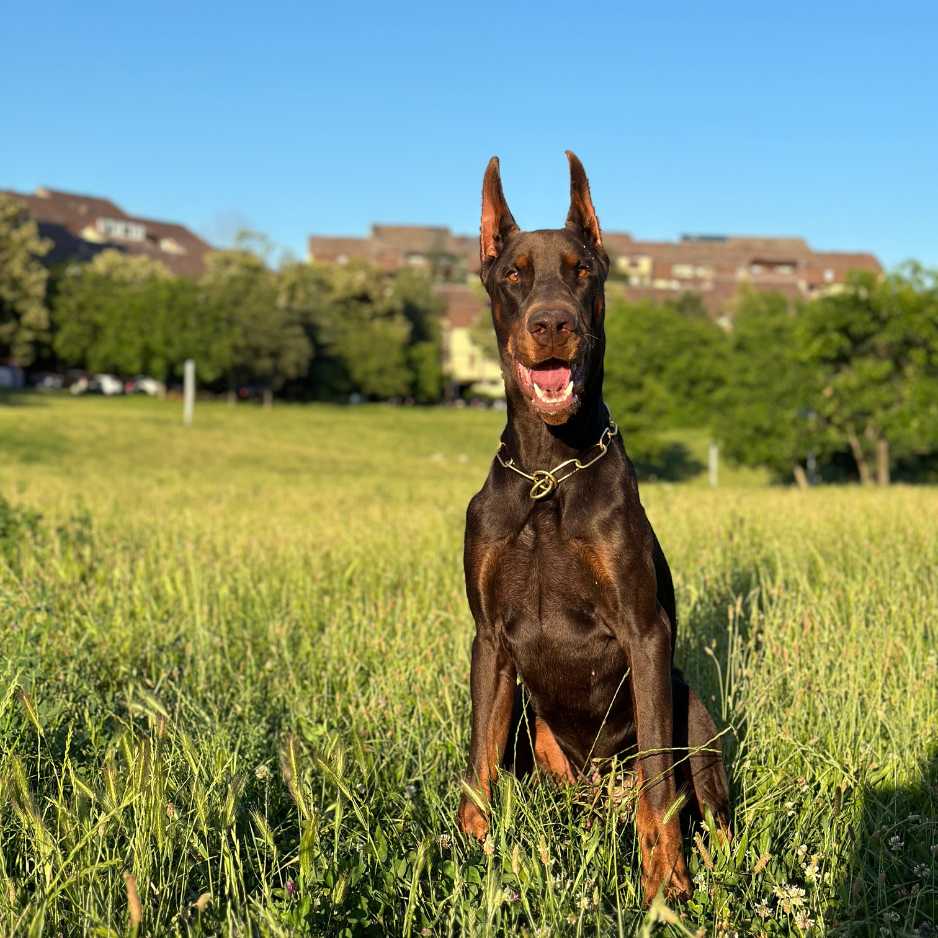 Doberman Price in India