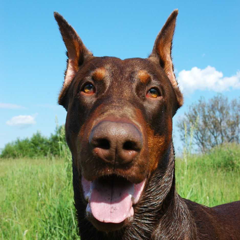 Doberman