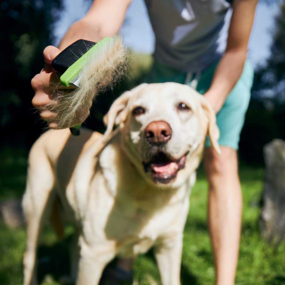 Dog Brushing