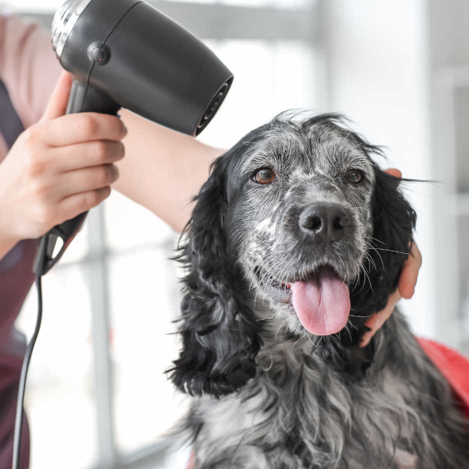 Dog Hair Drying