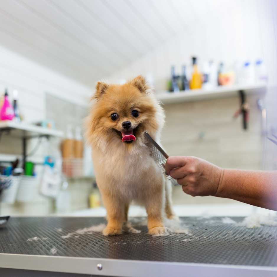 Dog Grooming and Hygiene