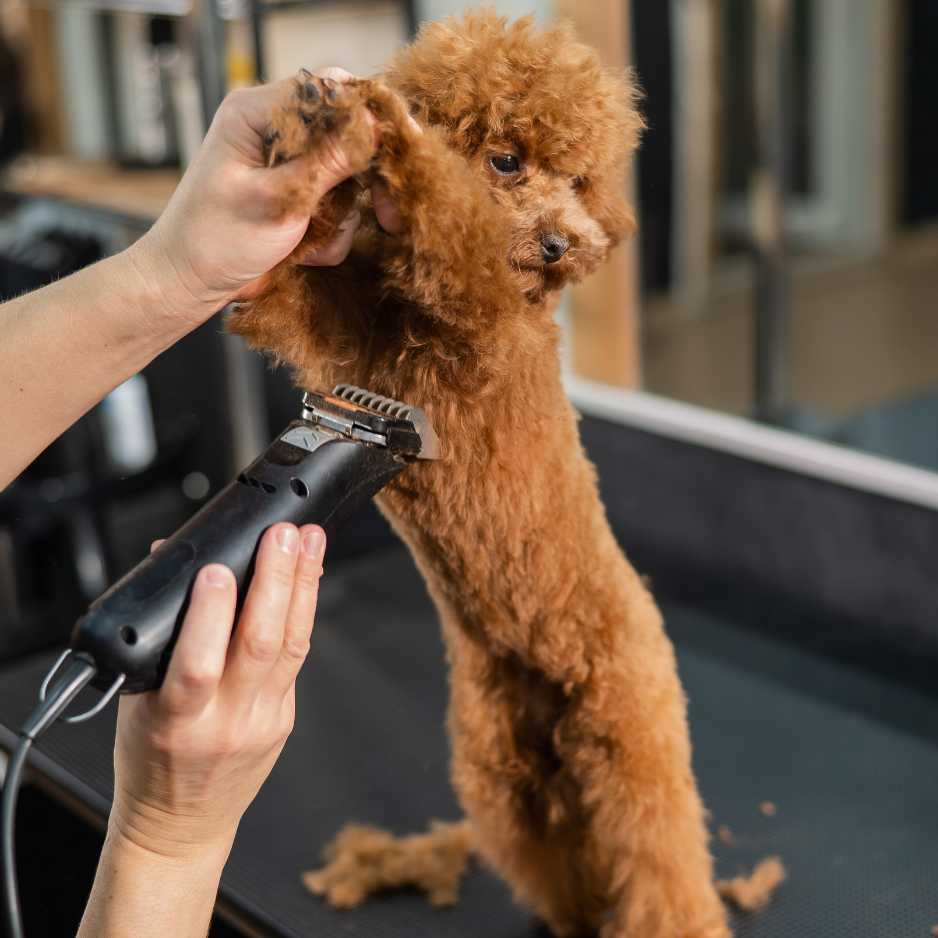 Dog Hair Trimming and Cutting