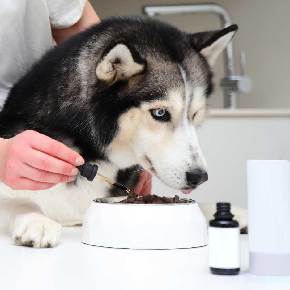 Dog Health and Nutrition