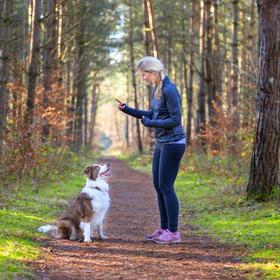 Dog Training and Behavior