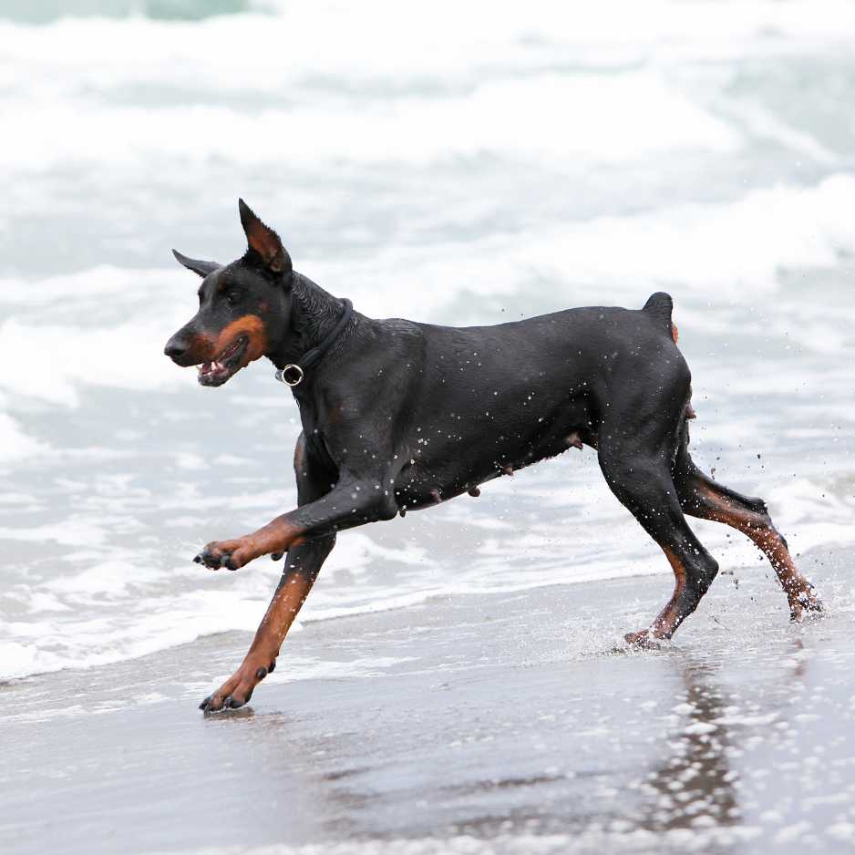 Doberman Exercise Needs