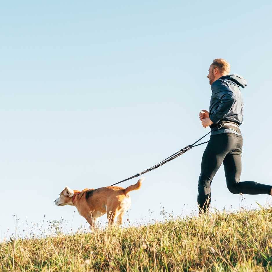 Dog Exercise and Mental Stimulation