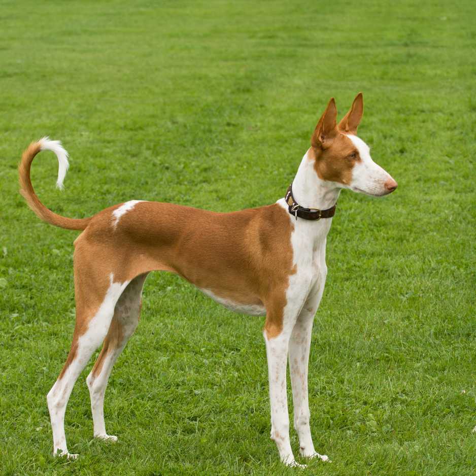 Mudhol Hound Exercise and Training