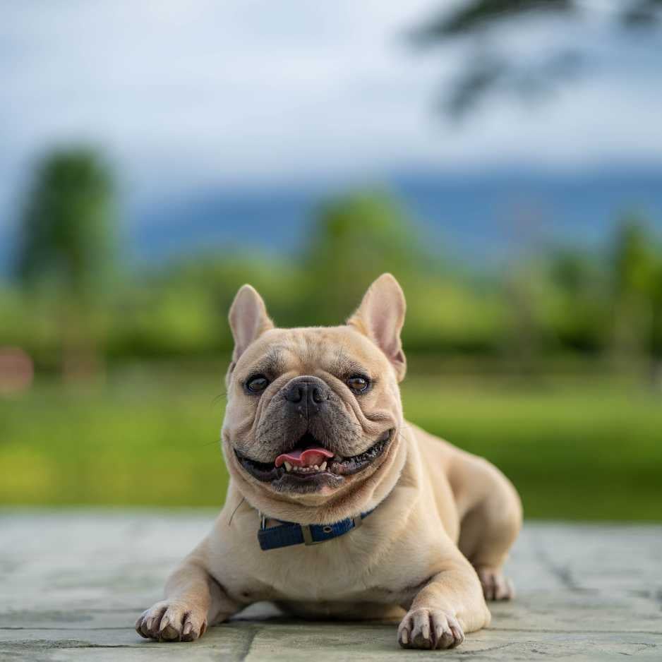 French Bulldog