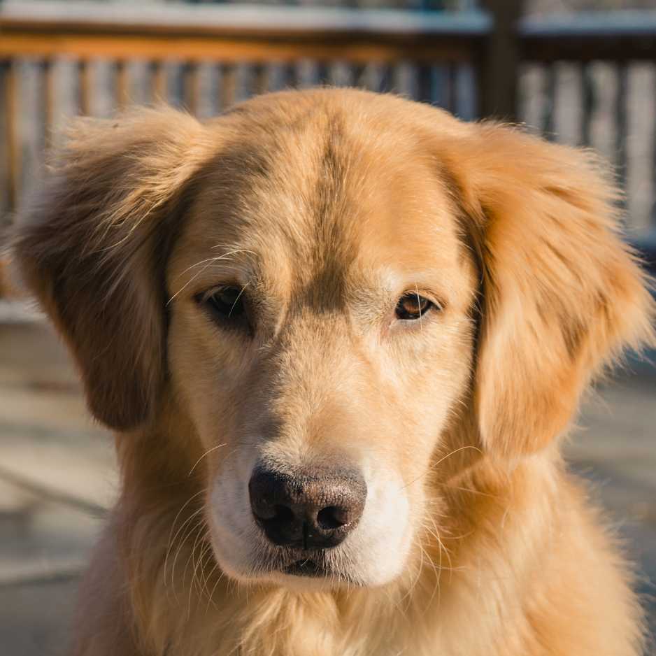 Golden Retriever