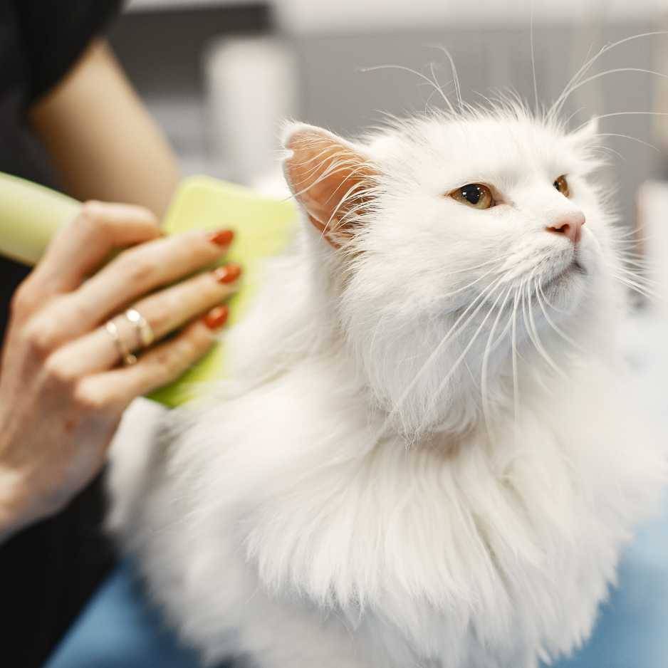 Grooming Long Haired Cats