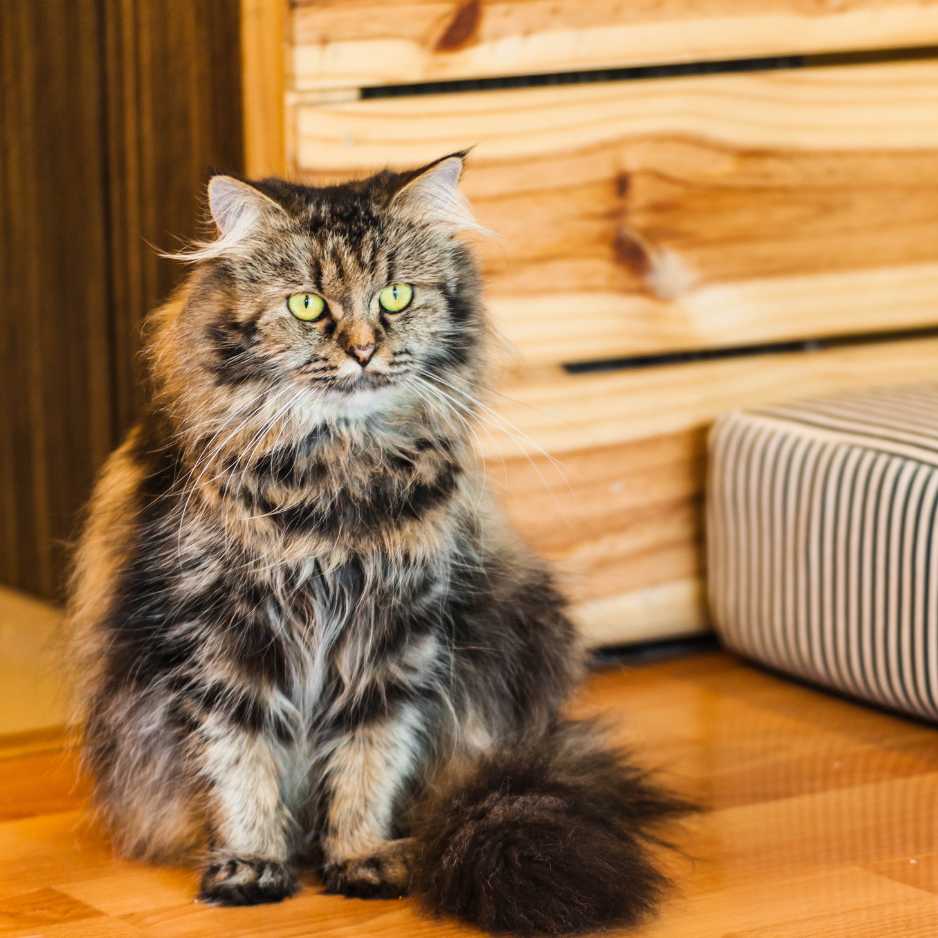 Health Concerns Common in Persian Cats