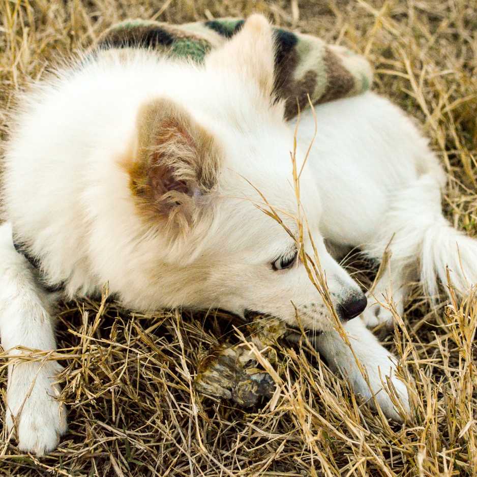 Health Concerns in Indian Spitz Dogs