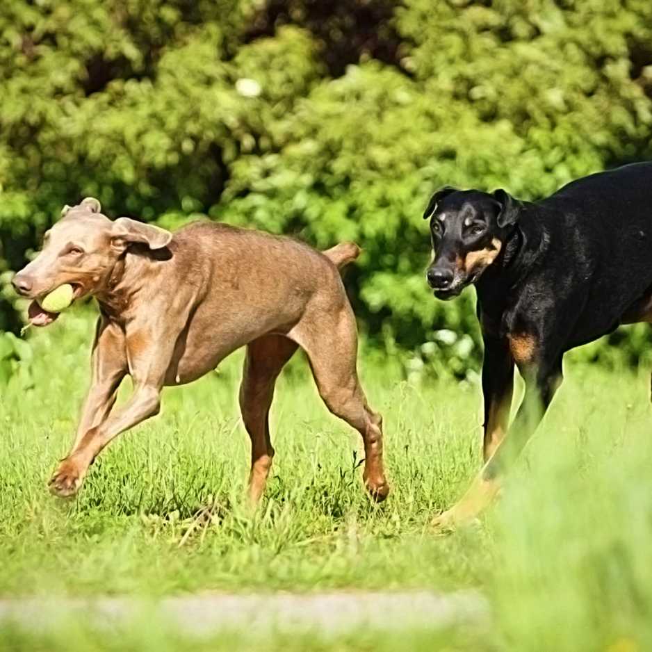 Doberman Health Considerations