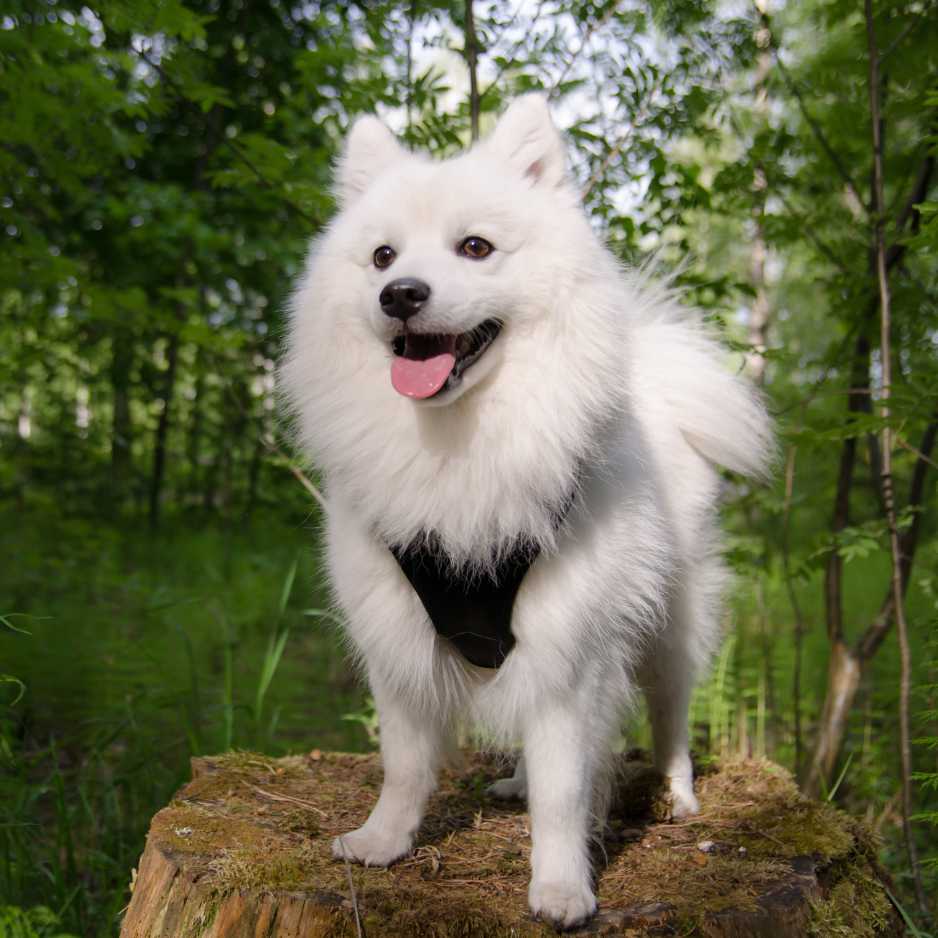 History and Origins of the Indian Spitz