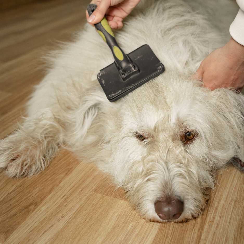 How Often Should You Groom Your Dog