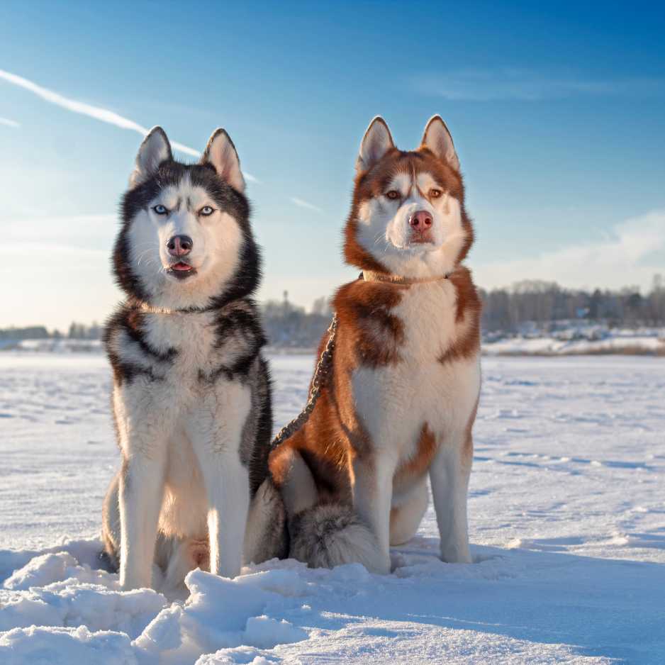 Husky Characteristics