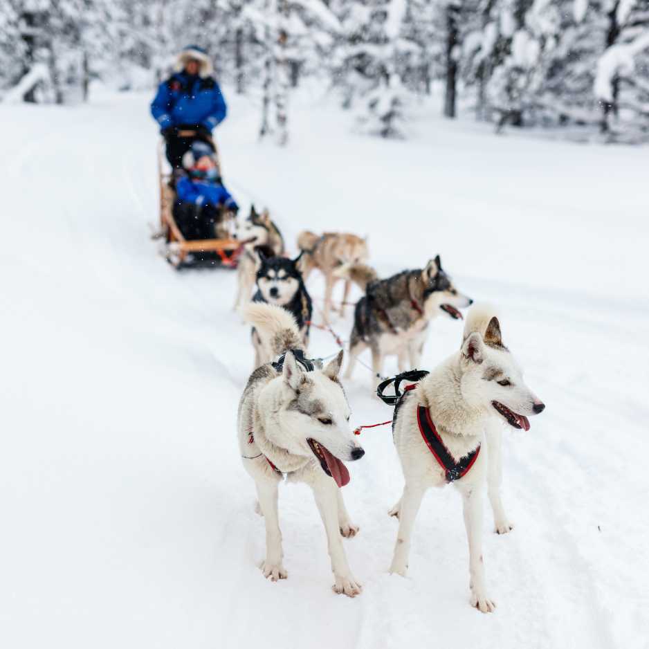 Husky Dog Breed History and Origins