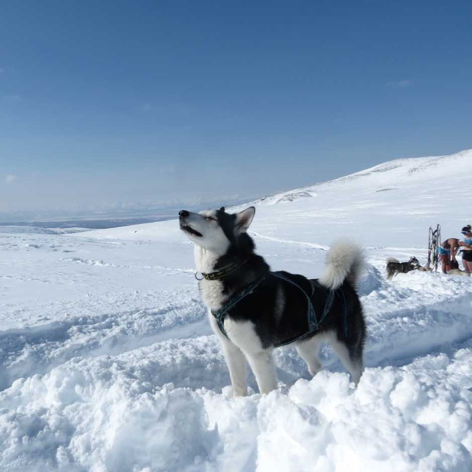 Husky Dog Breed