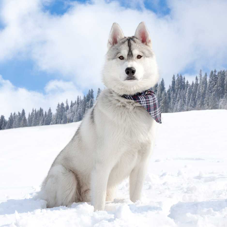 Husky