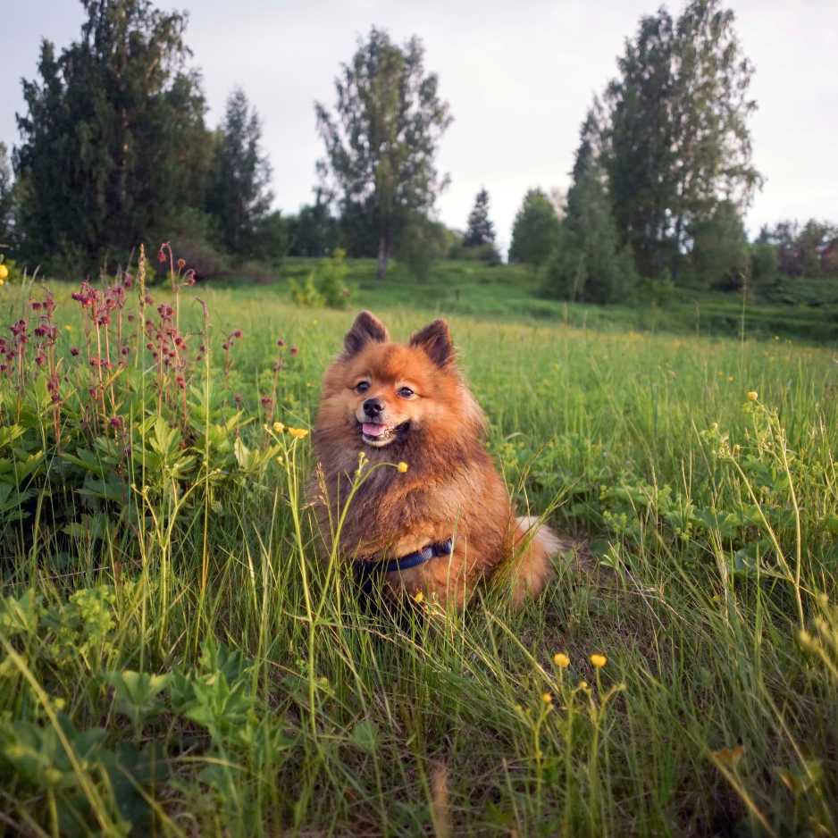 Indian Spitz Dog Breed