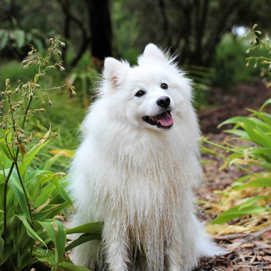 Indian Spitz