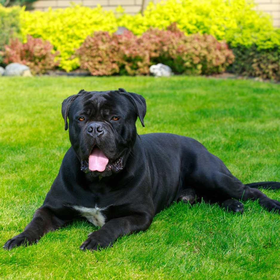 Large Dog Breeds