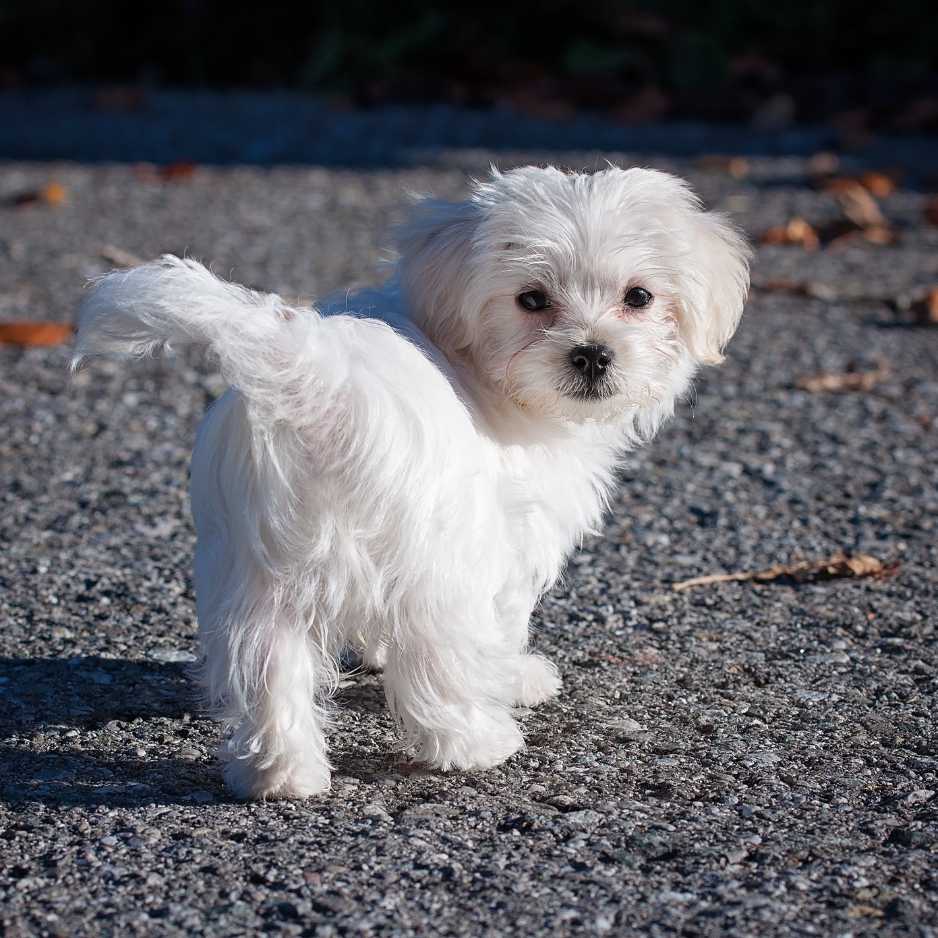 Maltese