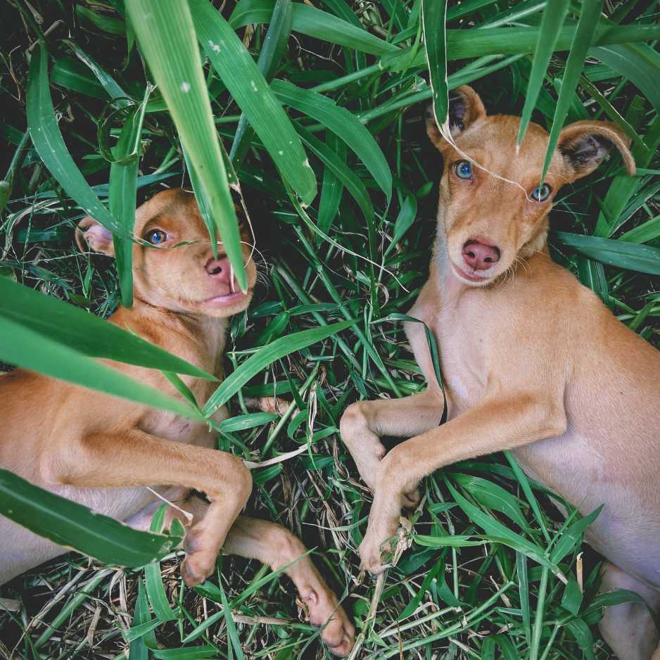 Mudhol Hound - History and Origin