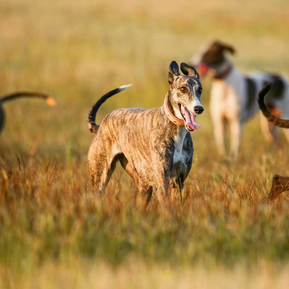 Mudhol Hound Physical Characteristics