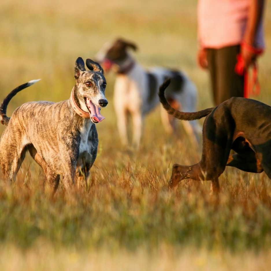 Mudhol Hound as a Hunting Dog