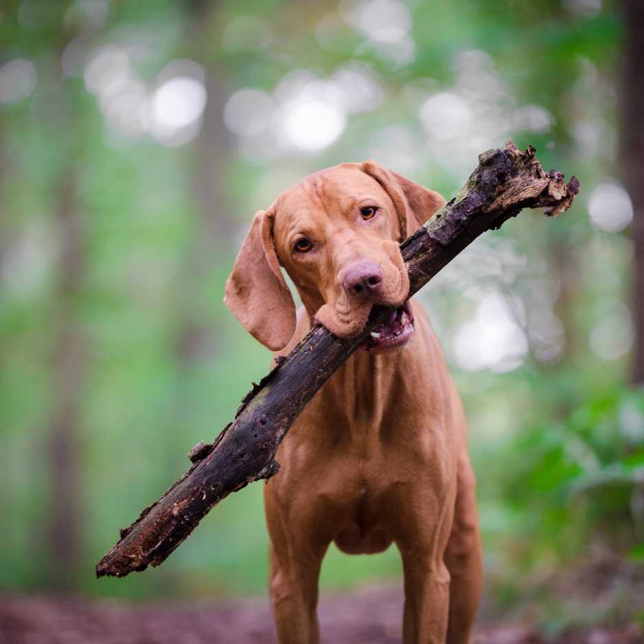 Mudhol Hound