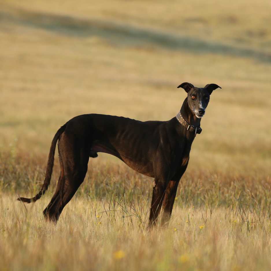 Mudhol Hound