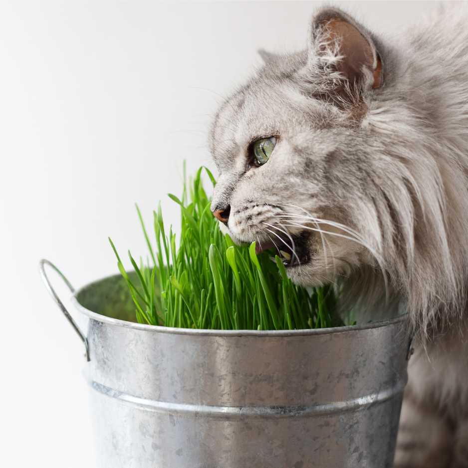 Nutrition and Diet for Persian Cats