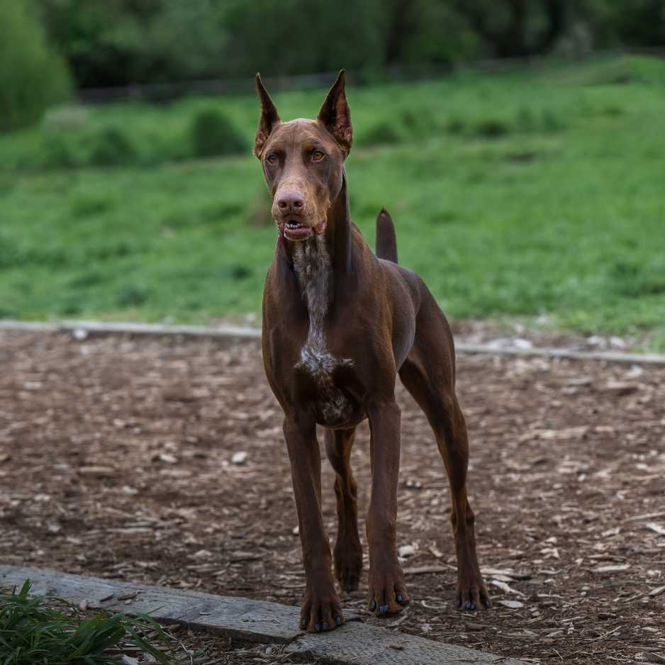 Origins and History of Doberman