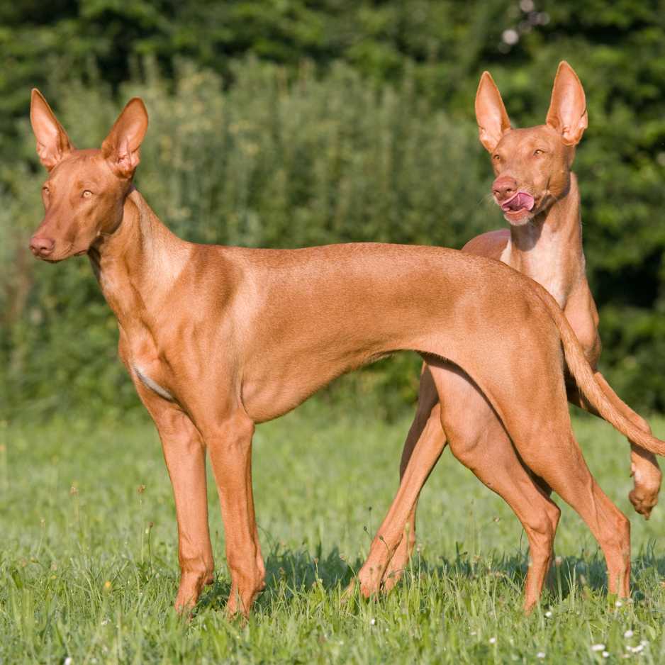 Pharaoh Hound