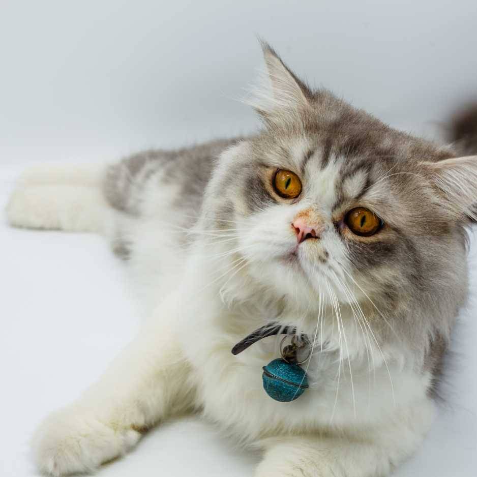 Physical Characteristics of Persian Cats